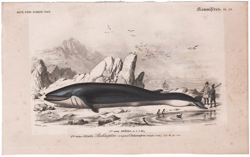 Baleen Whale